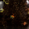 Masquerade (CG 970) - Afbeelding 2