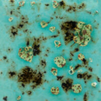 Blue Guppy (CG 1008)