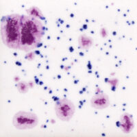 Frosted Berries (CG 1011)